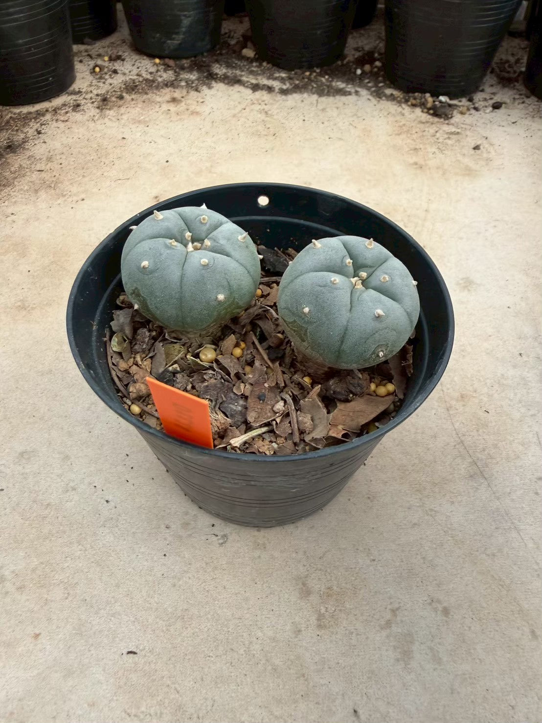 Lophophora williamsii – Peyote Cactus (Seed Grown, 3-3.5 cm, Own Root) 12 years old