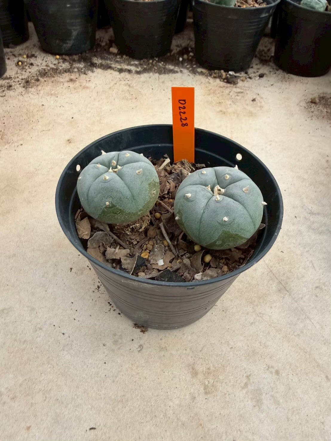 Lophophora williamsii – Peyote Cactus (Seed Grown, 3-3.5 cm, Own Root) 12 years old