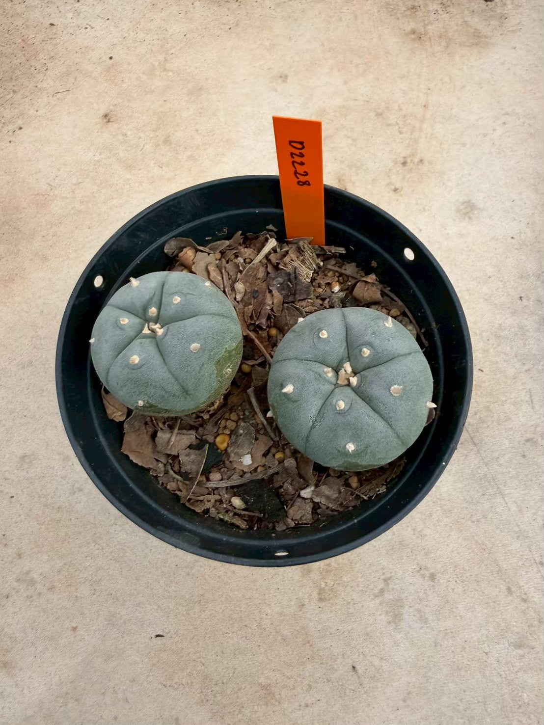 Lophophora williamsii – Peyote Cactus (Seed Grown, 3-3.5 cm, Own Root) 12 years old