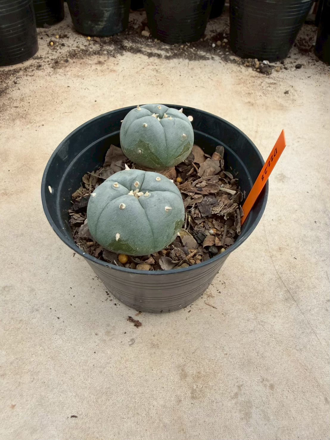 Lophophora williamsii – Peyote Cactus (Seed Grown, 3-3.5 cm, Own Root) 12 years old