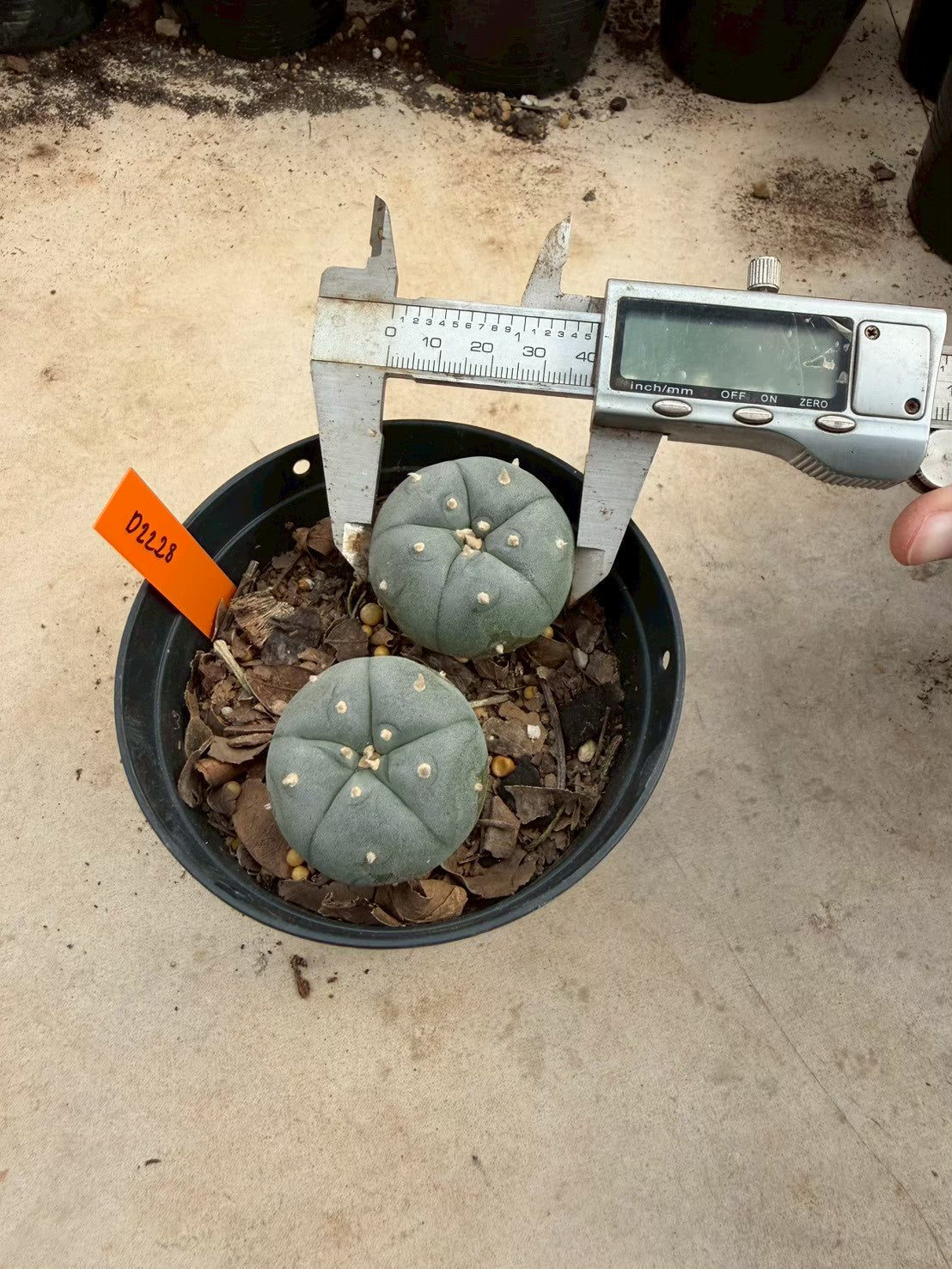 Lophophora williamsii – Peyote Cactus (Seed Grown, 3-3.5 cm, Own Root) 12 years old