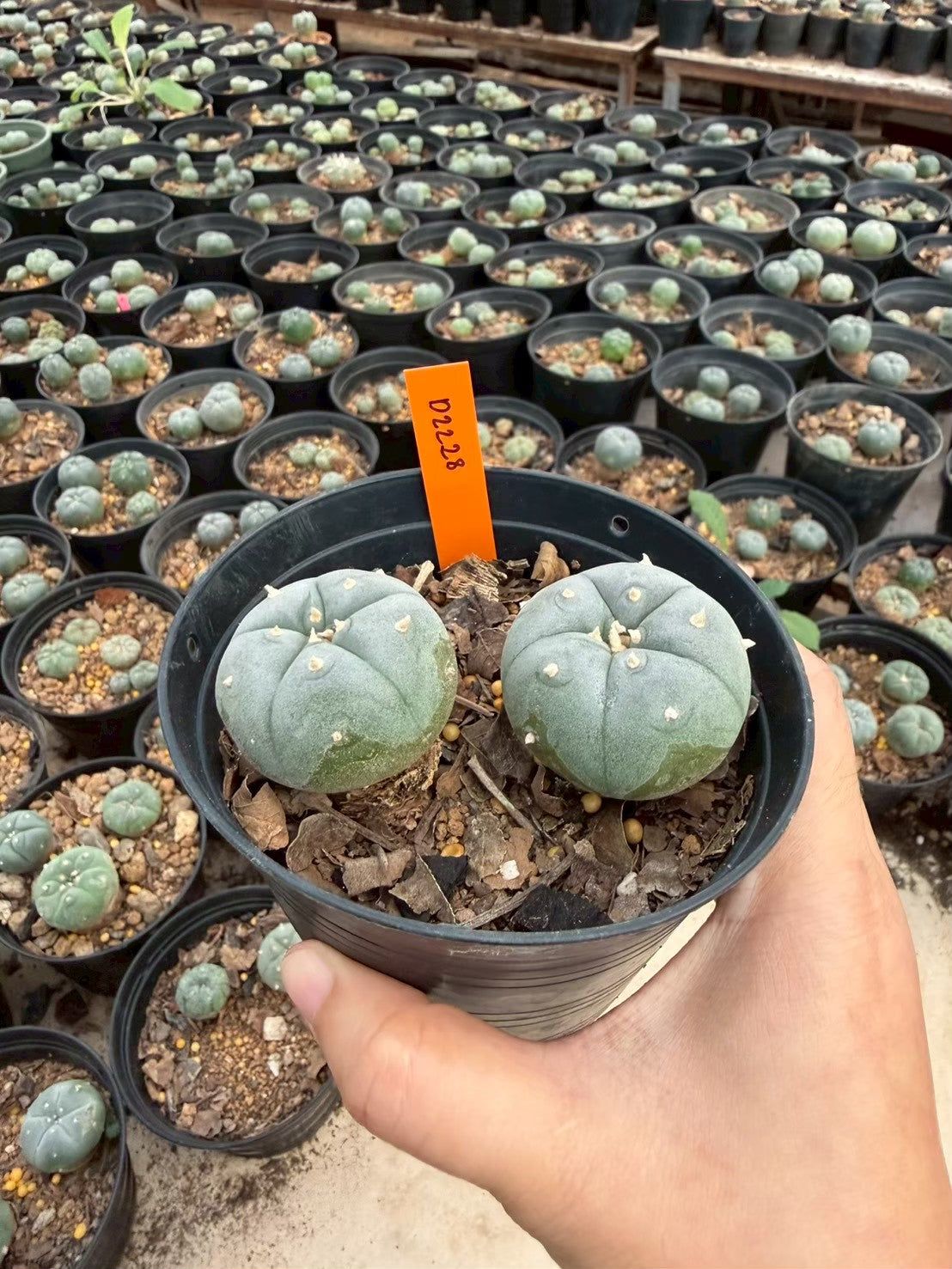 Lophophora williamsii – Peyote Cactus (Seed Grown, 3-3.5 cm, Own Root) 12 years old