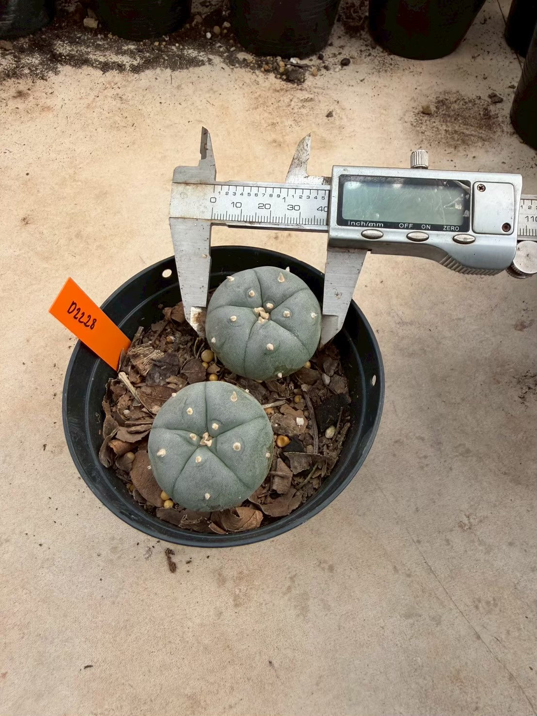 Lophophora williamsii – Peyote Cactus (Seed Grown, 3-3.5 cm, Own Root) 12 years old