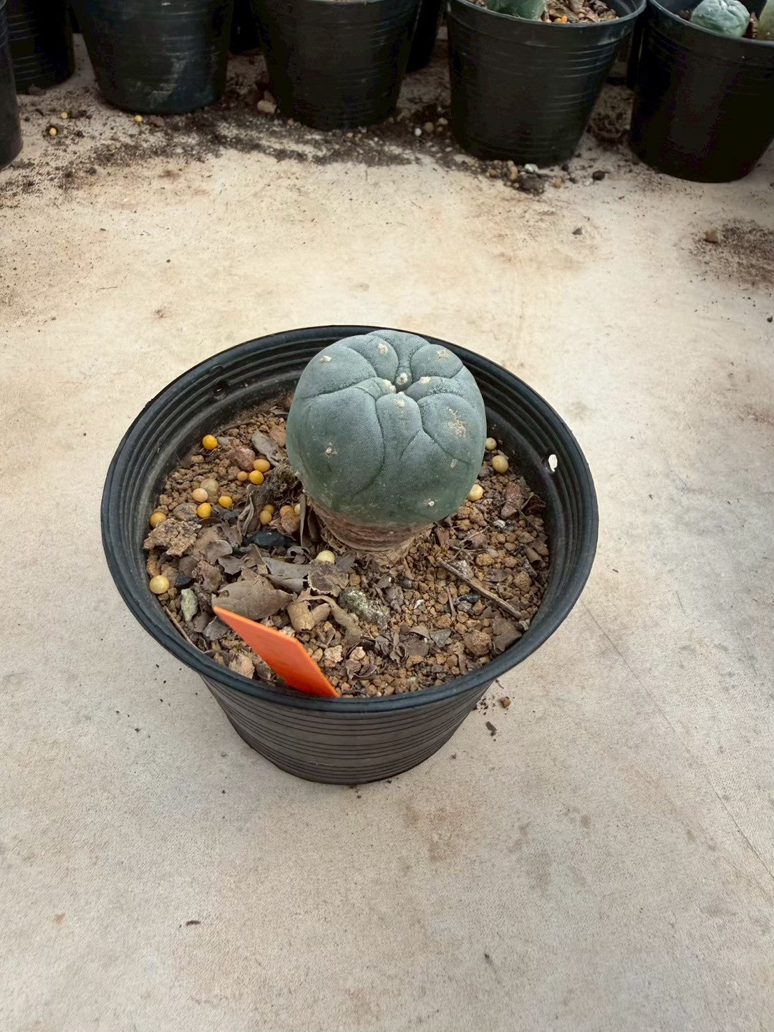 Lophophora williamsii – Peyote Cactus (Seed Grown, 3-3.5 cm, Own Root) 12 years old
