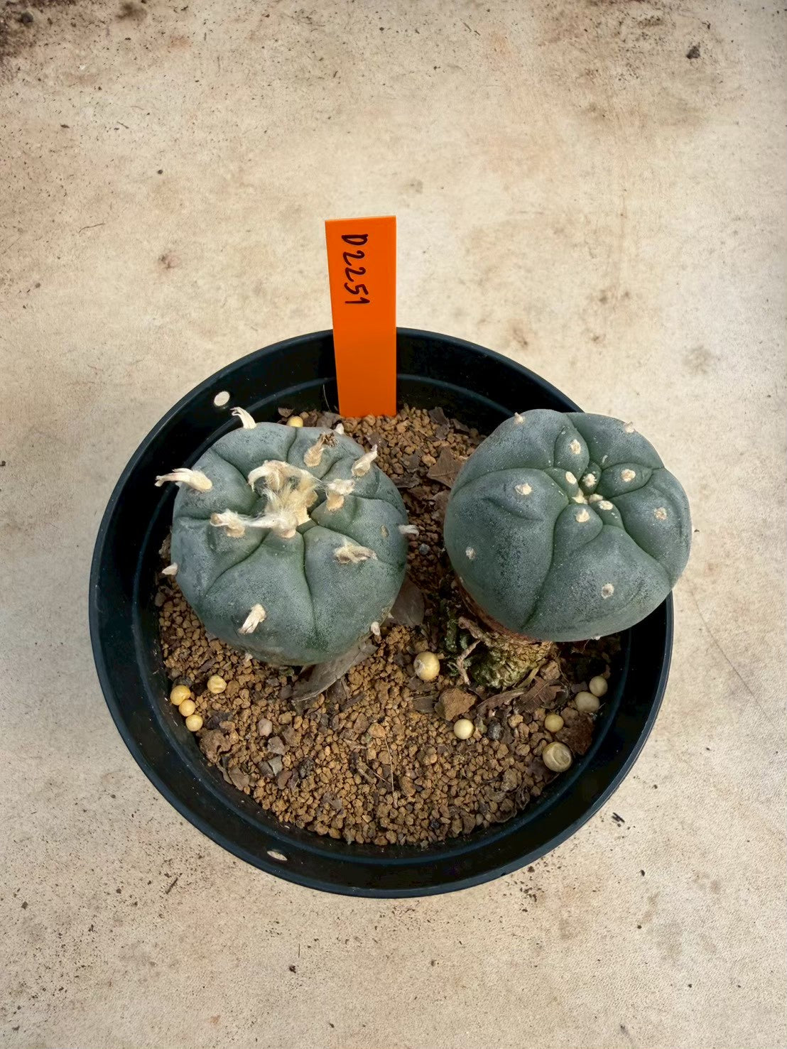 Lophophora williamsii – Peyote Cactus (Seed Grown, 3-3.5 cm, Own Root) 12 years old