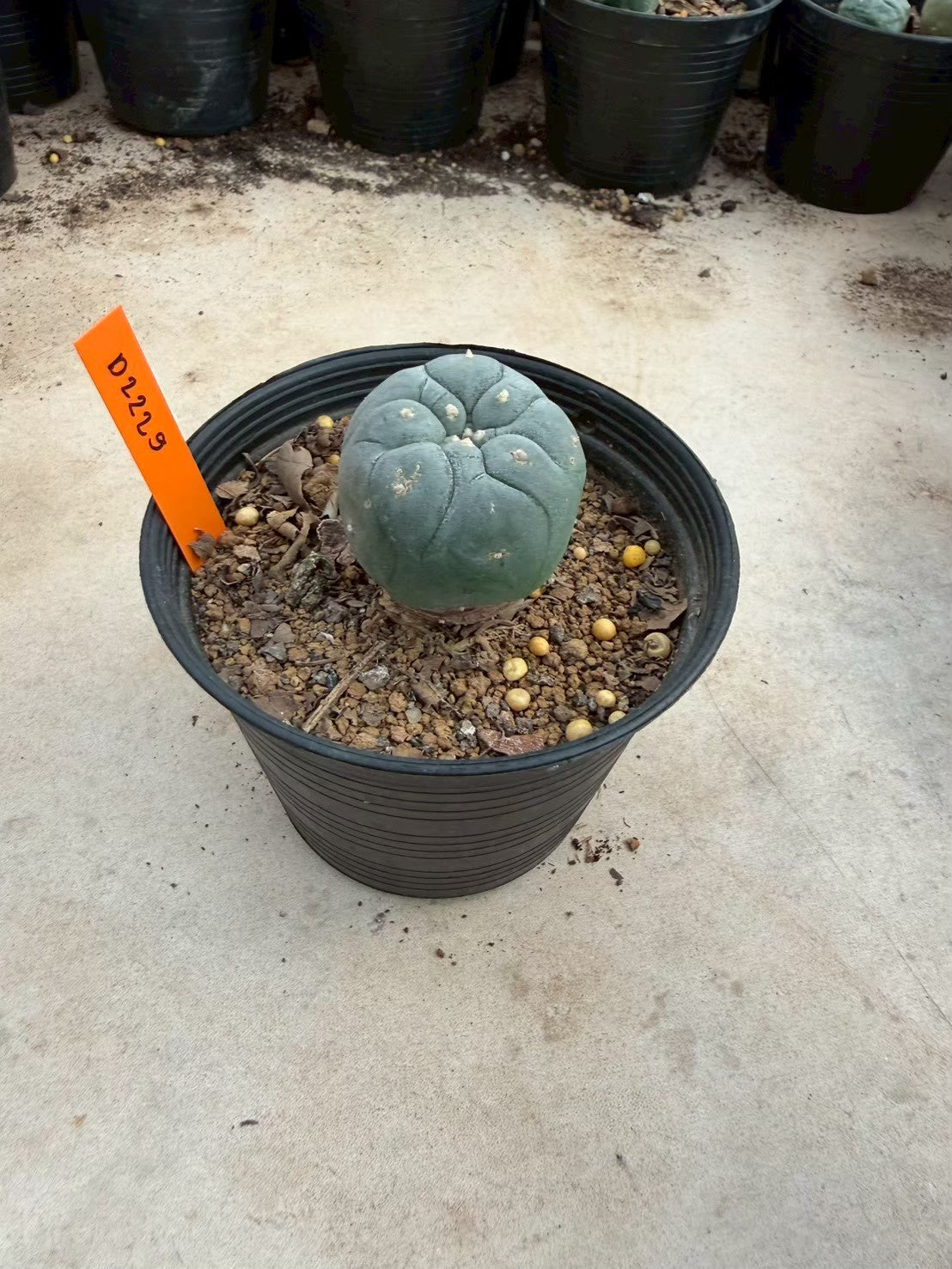 Lophophora williamsii – Peyote Cactus (Seed Grown, 3-3.5 cm, Own Root) 12 years old