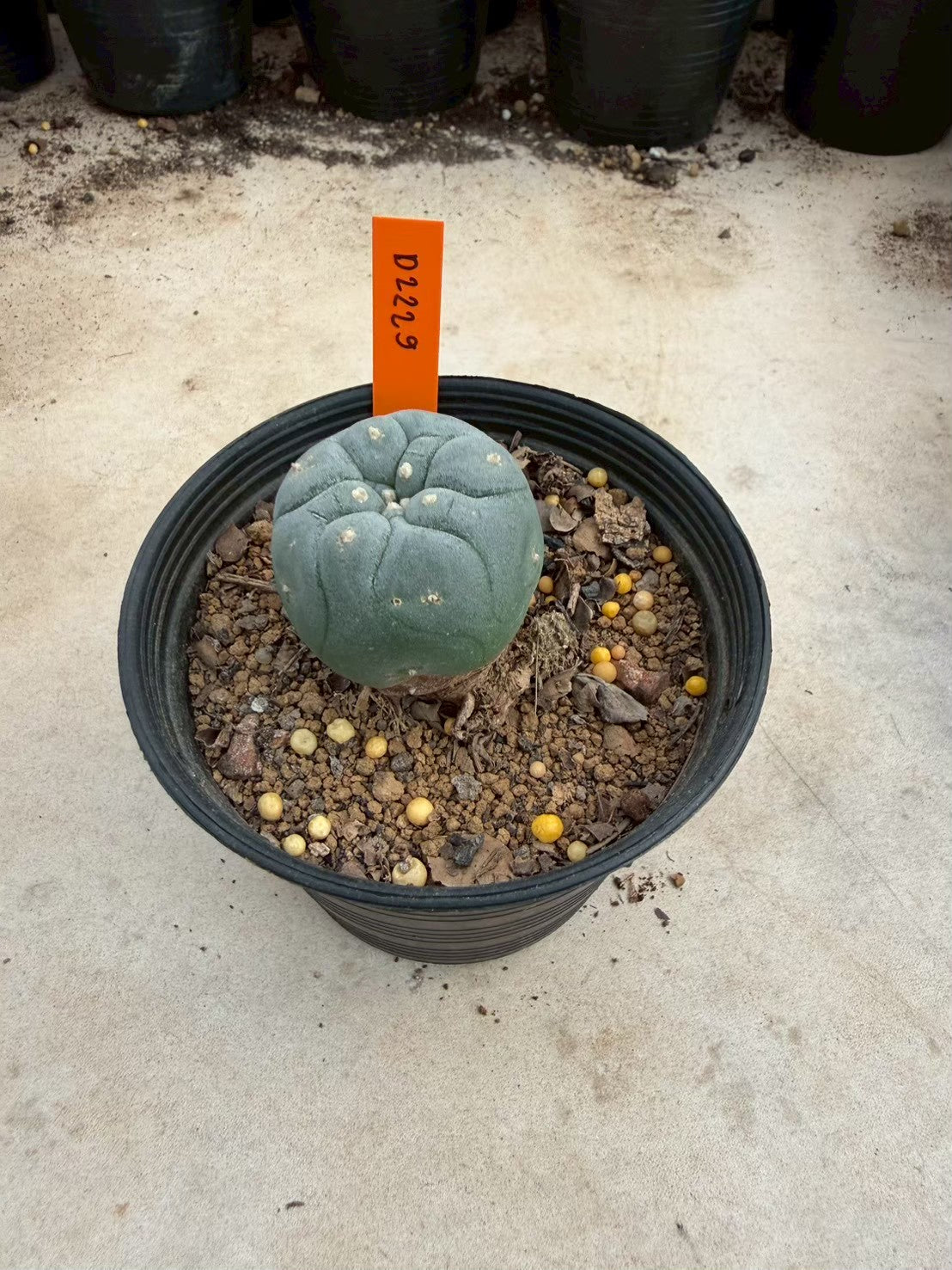 Lophophora williamsii – Peyote Cactus (Seed Grown, 3-3.5 cm, Own Root) 12 years old