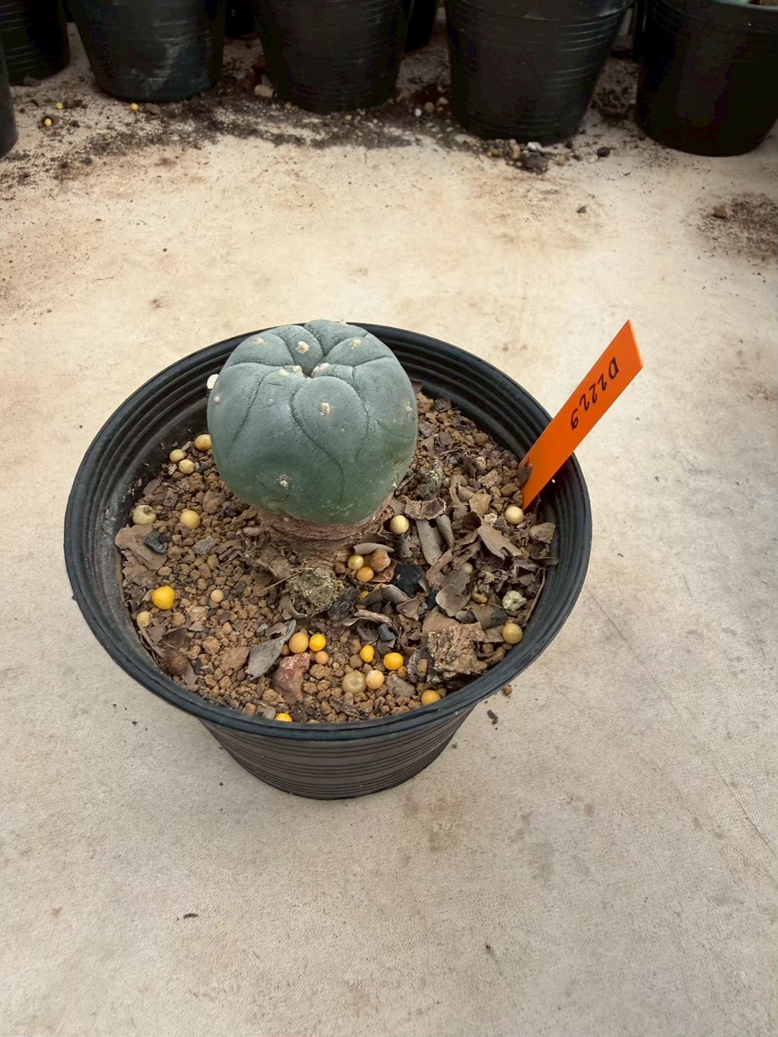 Lophophora williamsii – Peyote Cactus (Seed Grown, 3-3.5 cm, Own Root) 12 years old
