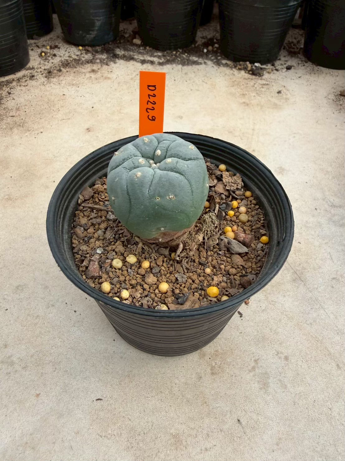 Lophophora williamsii – Peyote Cactus (Seed Grown, 3-3.5 cm, Own Root) 12 years old