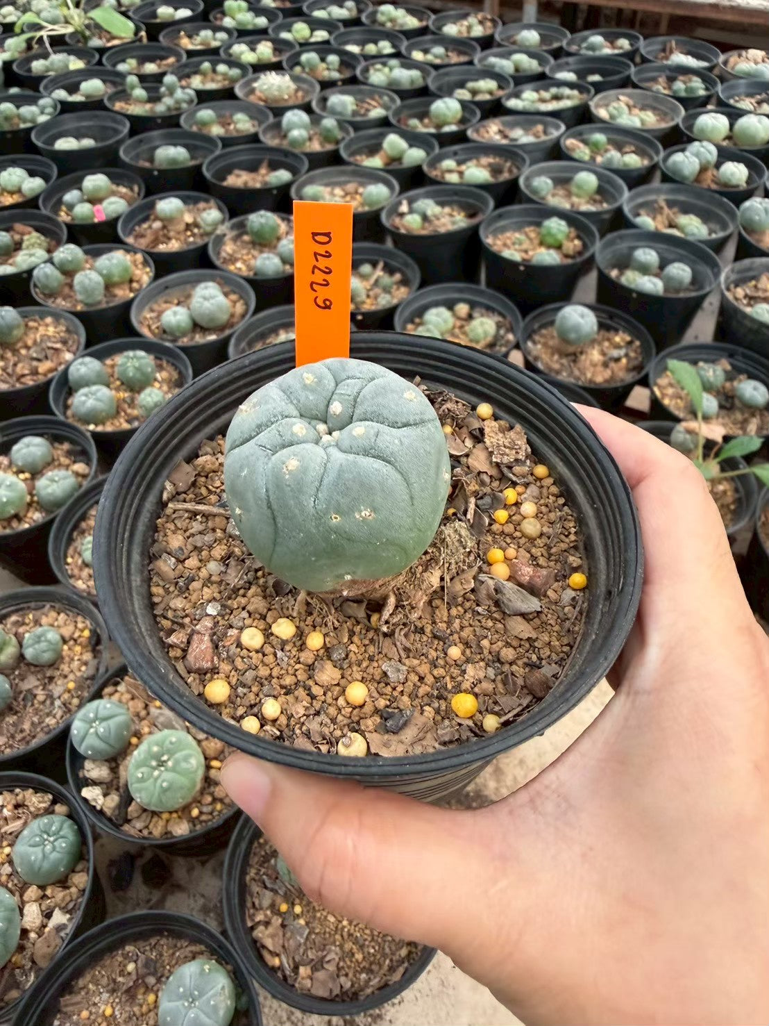 Lophophora williamsii – Peyote Cactus (Seed Grown, 3-3.5 cm, Own Root) 12 years old