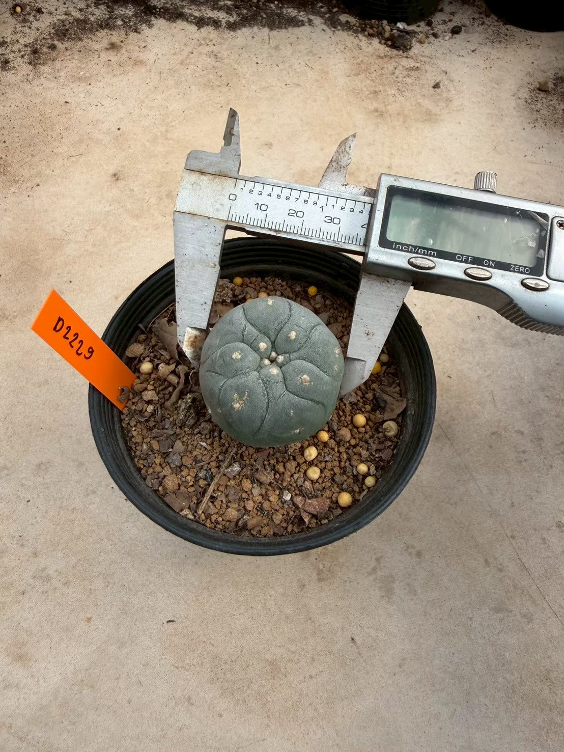 Lophophora williamsii – Peyote Cactus (Seed Grown, 3-3.5 cm, Own Root) 12 years old