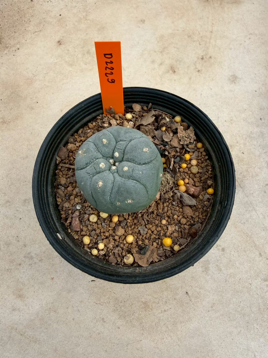 Lophophora williamsii – Peyote Cactus (Seed Grown, 3-3.5 cm, Own Root) 12 years old