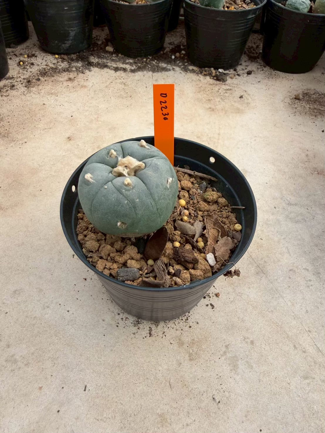 Lophophora williamsii – Peyote Cactus (Seed Grown, 3-3.5 cm, Own Root) 12 years old