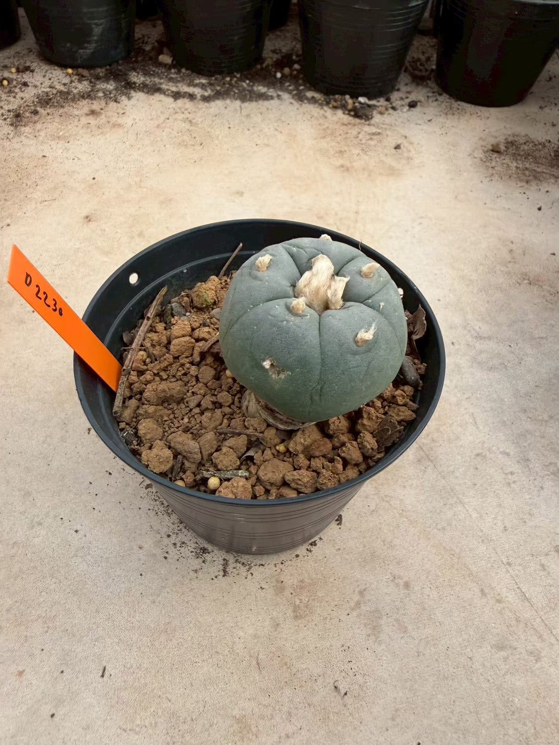 Lophophora williamsii – Peyote Cactus (Seed Grown, 3-3.5 cm, Own Root) 12 years old