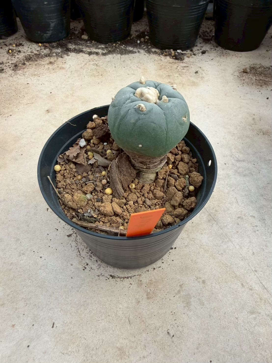 Lophophora williamsii – Peyote Cactus (Seed Grown, 3-3.5 cm, Own Root) 12 years old