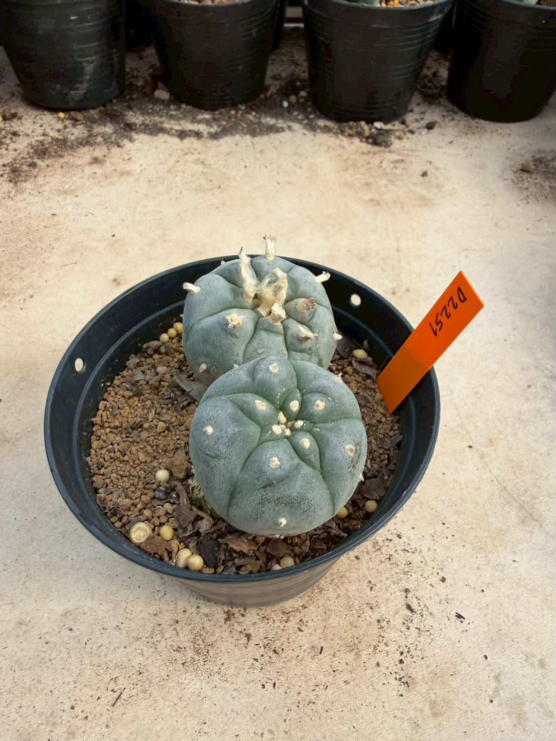 Lophophora williamsii – Peyote Cactus (Seed Grown, 3-3.5 cm, Own Root) 12 years old
