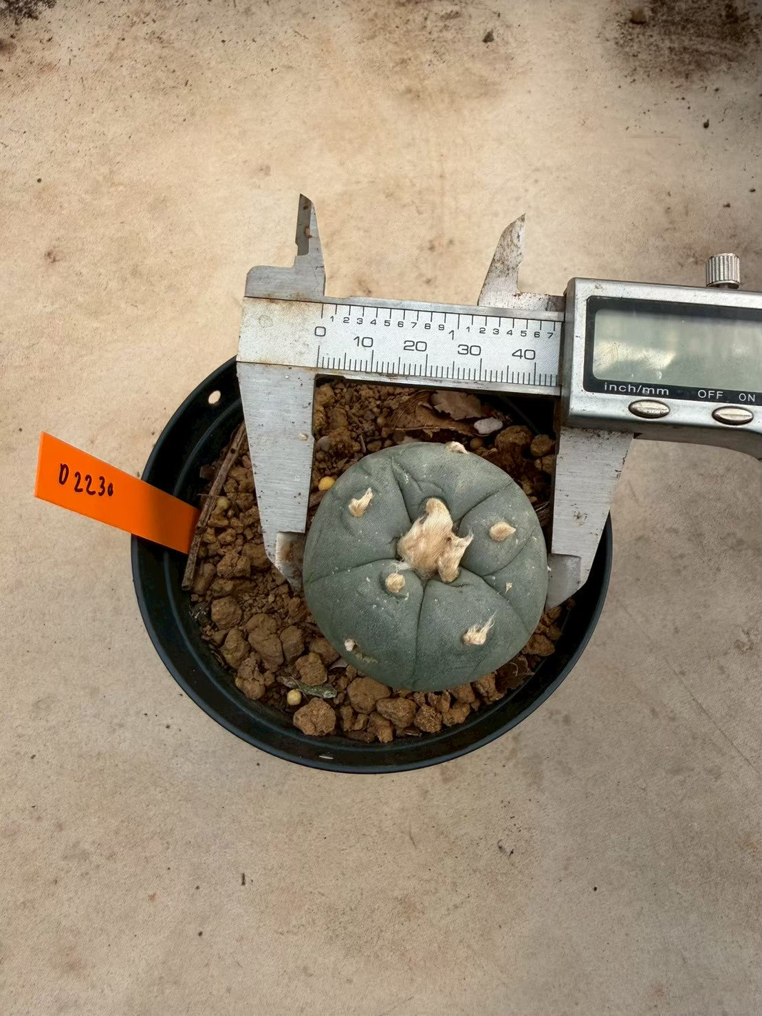 Lophophora williamsii – Peyote Cactus (Seed Grown, 3-3.5 cm, Own Root) 12 years old