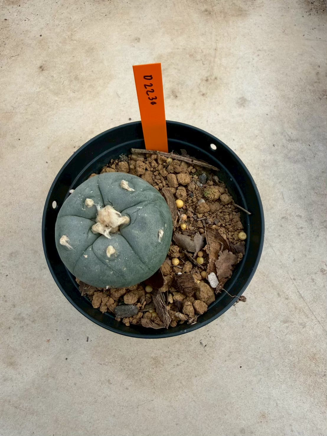 Lophophora williamsii – Peyote Cactus (Seed Grown, 3-3.5 cm, Own Root) 12 years old