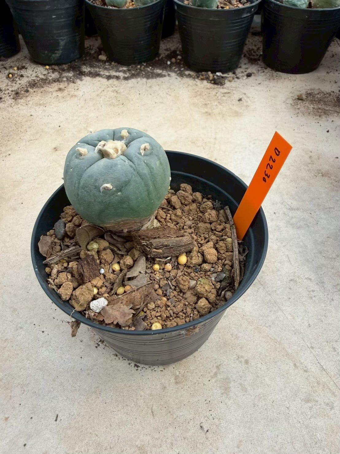 Lophophora williamsii – Peyote Cactus (Seed Grown, 3-3.5 cm, Own Root) 12 years old