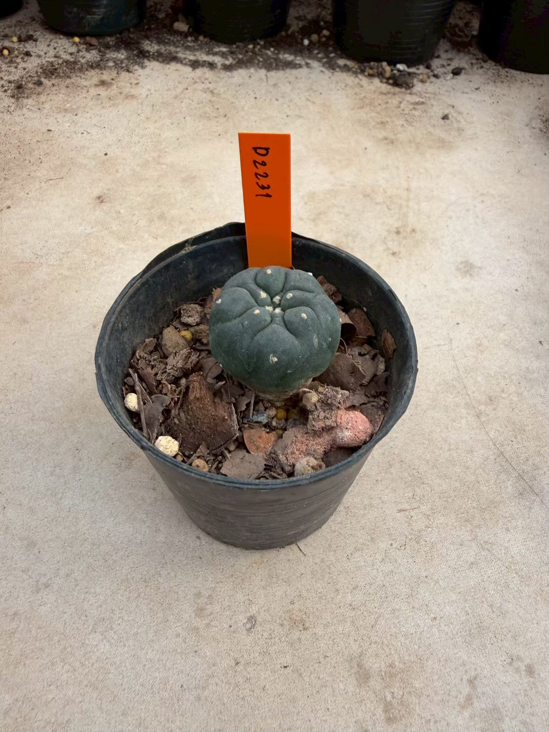Lophophora williamsii – Peyote Cactus (Seed Grown, 3-3.5 cm, Own Root) 12 years old
