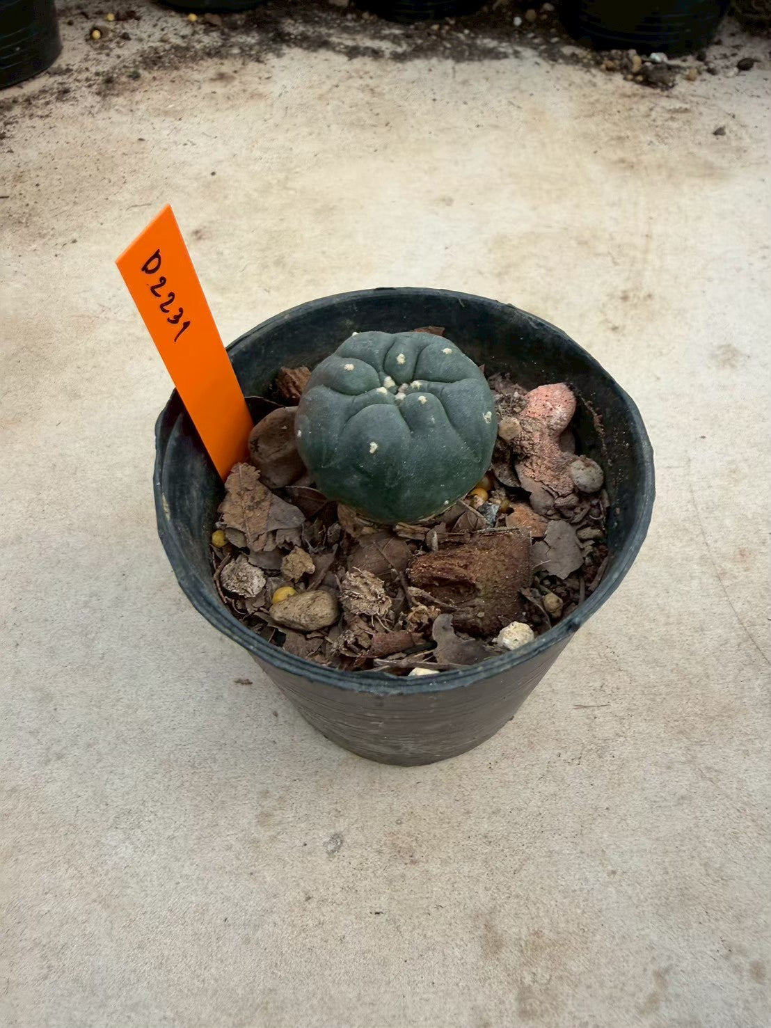 Lophophora williamsii – Peyote Cactus (Seed Grown, 3-3.5 cm, Own Root) 12 years old
