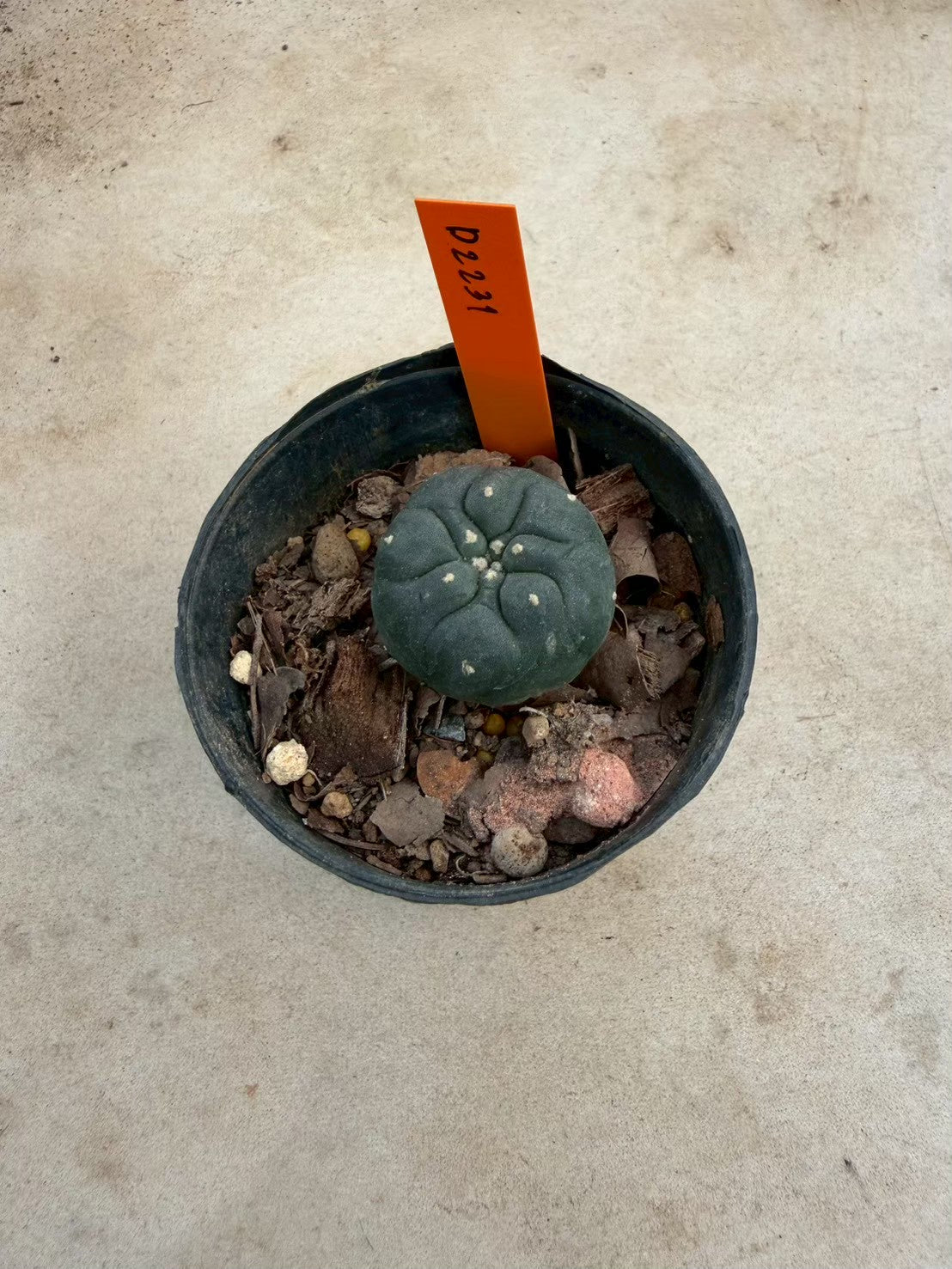 Lophophora williamsii – Peyote Cactus (Seed Grown, 3-3.5 cm, Own Root) 12 years old