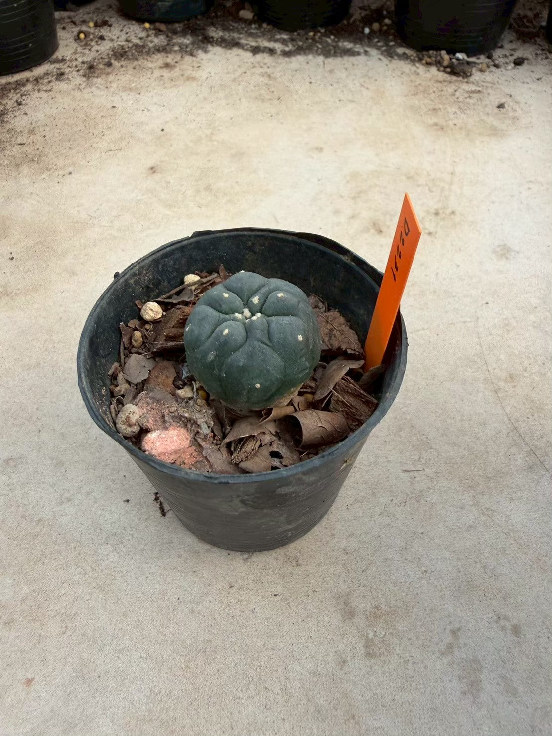 Lophophora williamsii – Peyote Cactus (Seed Grown, 3-3.5 cm, Own Root) 12 years old