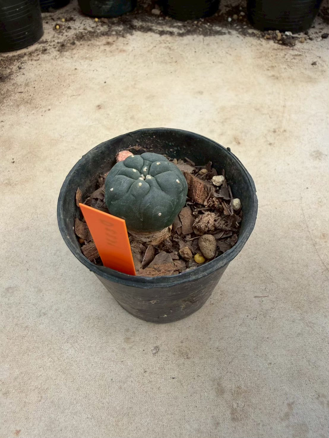 Lophophora williamsii – Peyote Cactus (Seed Grown, 3-3.5 cm, Own Root) 12 years old