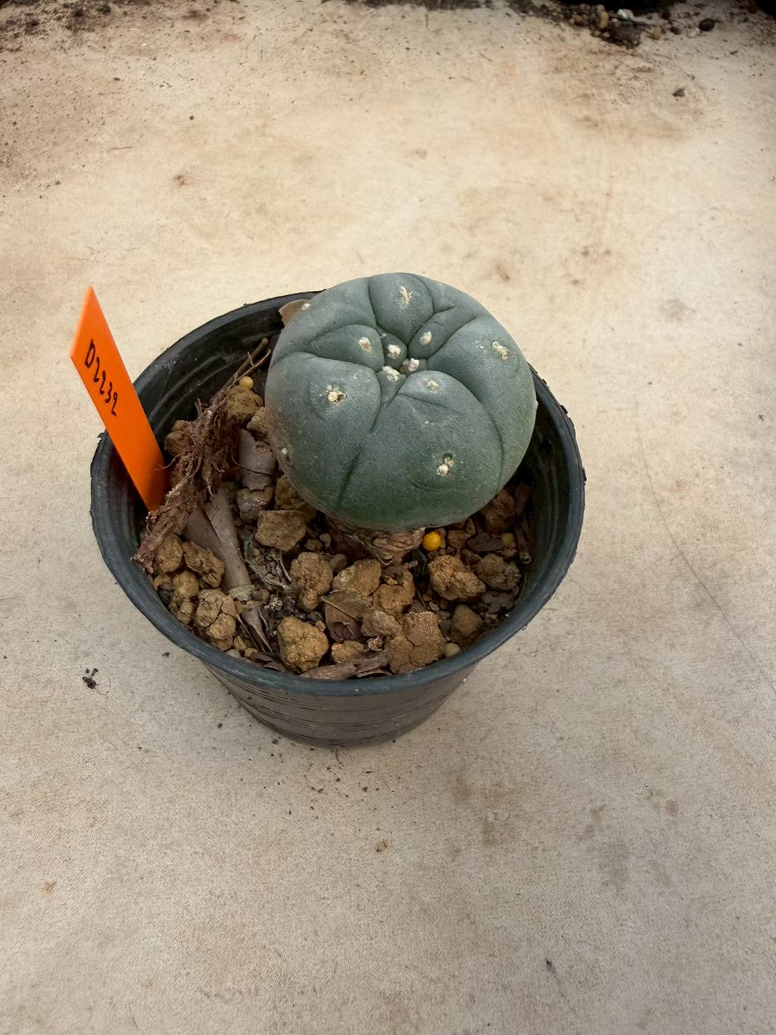 Lophophora williamsii – Peyote Cactus (Seed Grown, 3-3.5 cm, Own Root) 12 years old