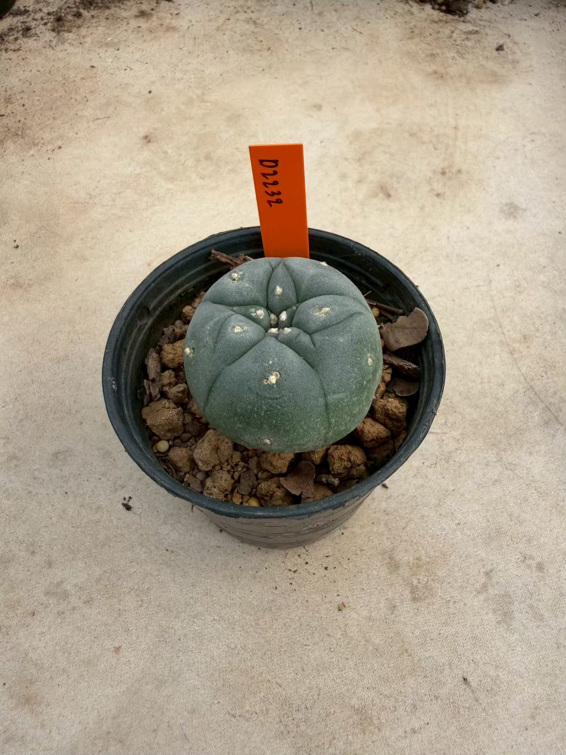 Lophophora williamsii – Peyote Cactus (Seed Grown, 3-3.5 cm, Own Root) 12 years old