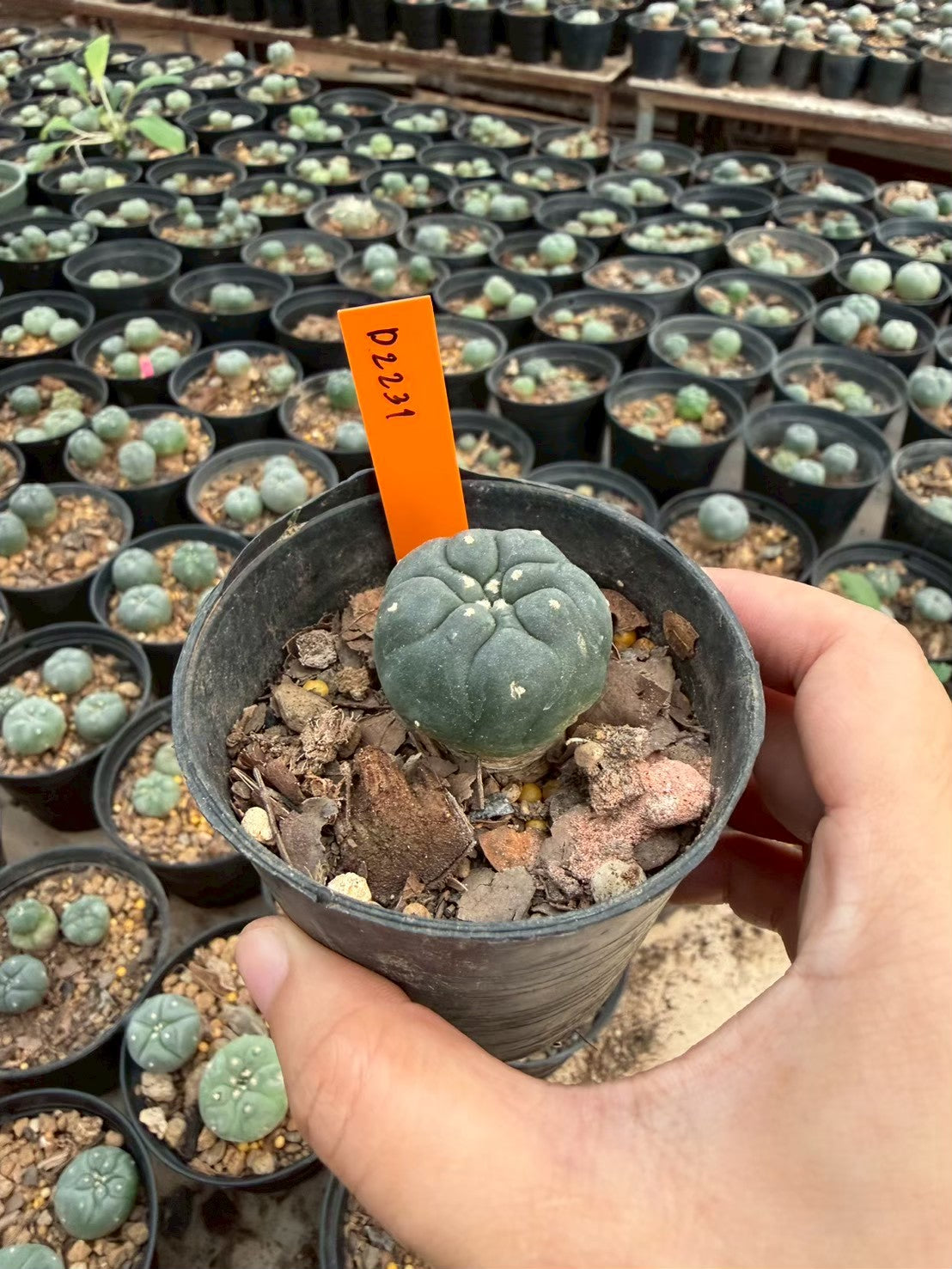 Lophophora williamsii – Peyote Cactus (Seed Grown, 3-3.5 cm, Own Root) 12 years old