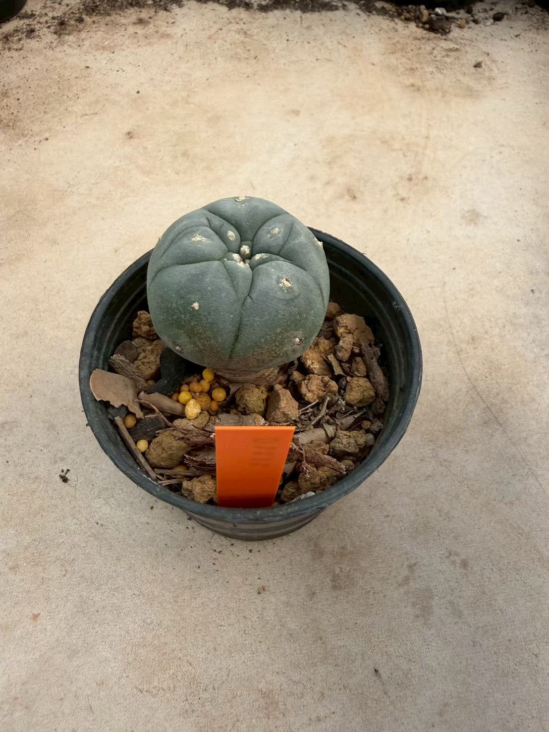Lophophora williamsii – Peyote Cactus (Seed Grown, 3-3.5 cm, Own Root) 12 years old