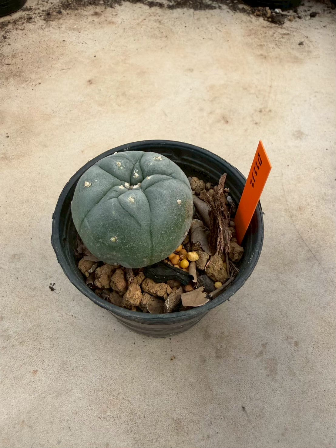 Lophophora williamsii – Peyote Cactus (Seed Grown, 3-3.5 cm, Own Root) 12 years old