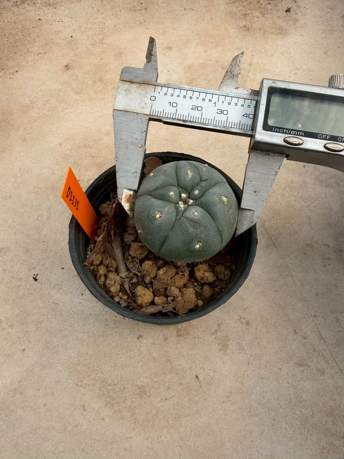 Lophophora williamsii – Peyote Cactus (Seed Grown, 3-3.5 cm, Own Root) 12 years old