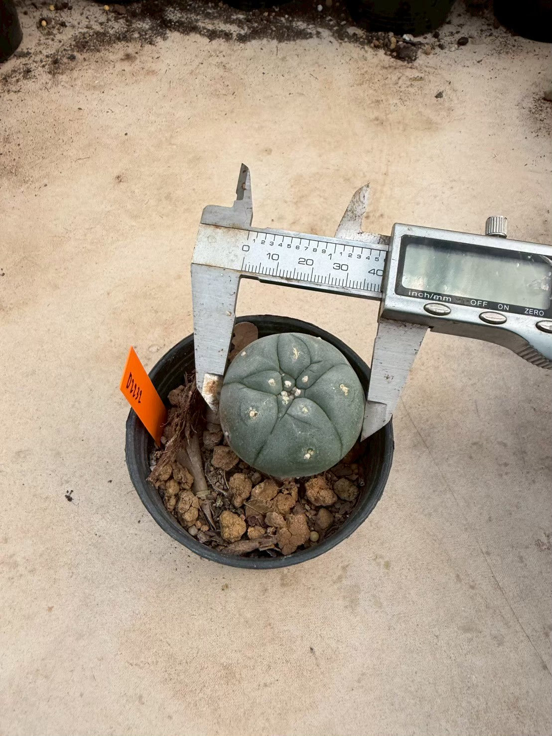 Lophophora williamsii – Peyote Cactus (Seed Grown, 3-3.5 cm, Own Root) 12 years old