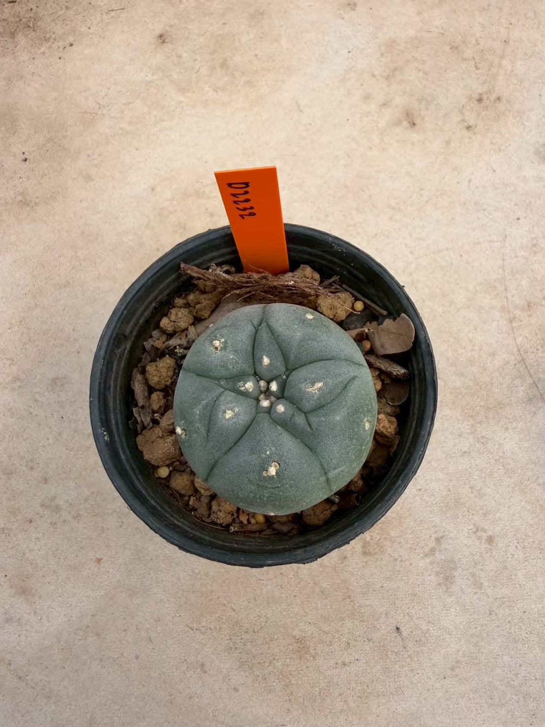 Lophophora williamsii – Peyote Cactus (Seed Grown, 3-3.5 cm, Own Root) 12 years old