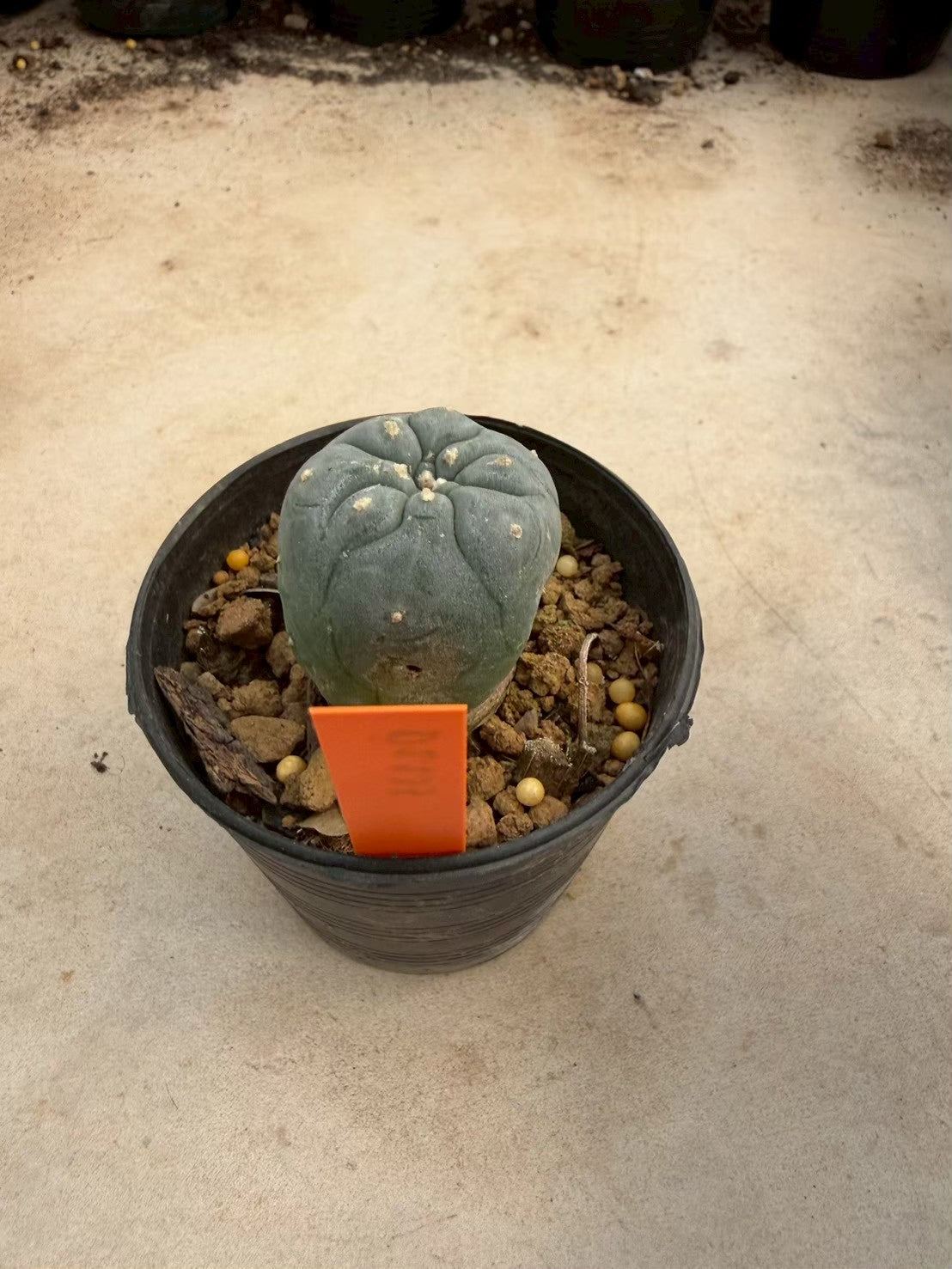 Lophophora williamsii – Peyote Cactus (Seed Grown, 3-3.5 cm, Own Root) 12 years old