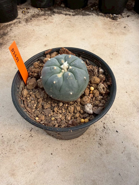 Lophophora williamsii – Peyote Cactus (Seed Grown, 3-3.5 cm, Own Root) 12 years old