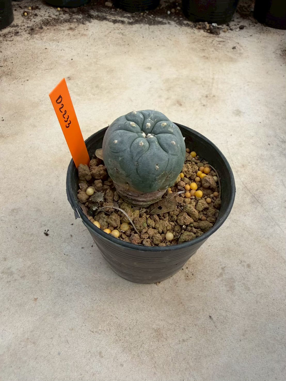 Lophophora williamsii – Peyote Cactus (Seed Grown, 3-3.5 cm, Own Root) 12 years old