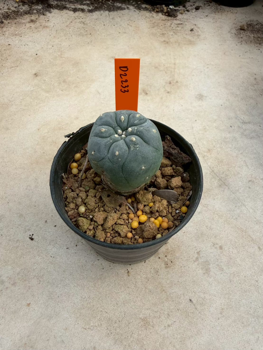 Lophophora williamsii – Peyote Cactus (Seed Grown, 3-3.5 cm, Own Root) 12 years old