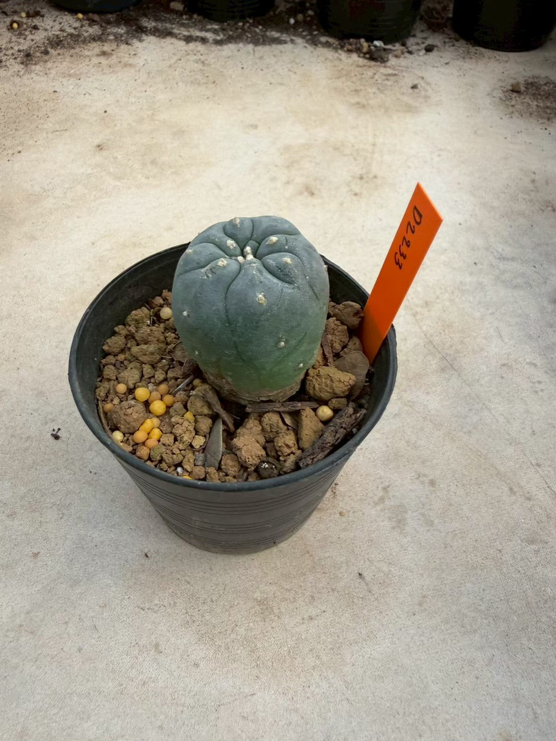 Lophophora williamsii – Peyote Cactus (Seed Grown, 3-3.5 cm, Own Root) 12 years old
