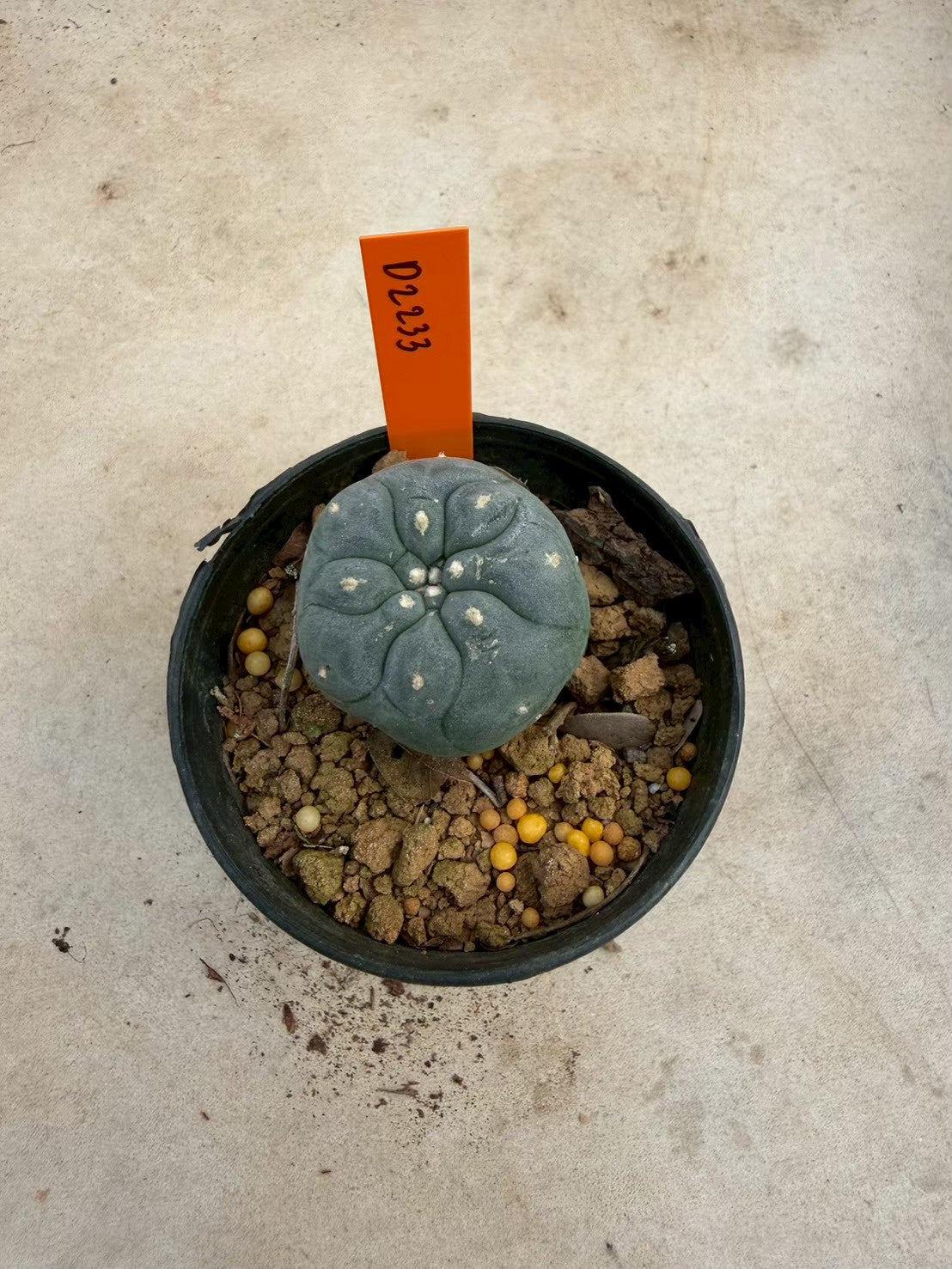 Lophophora williamsii – Peyote Cactus (Seed Grown, 3-3.5 cm, Own Root) 12 years old