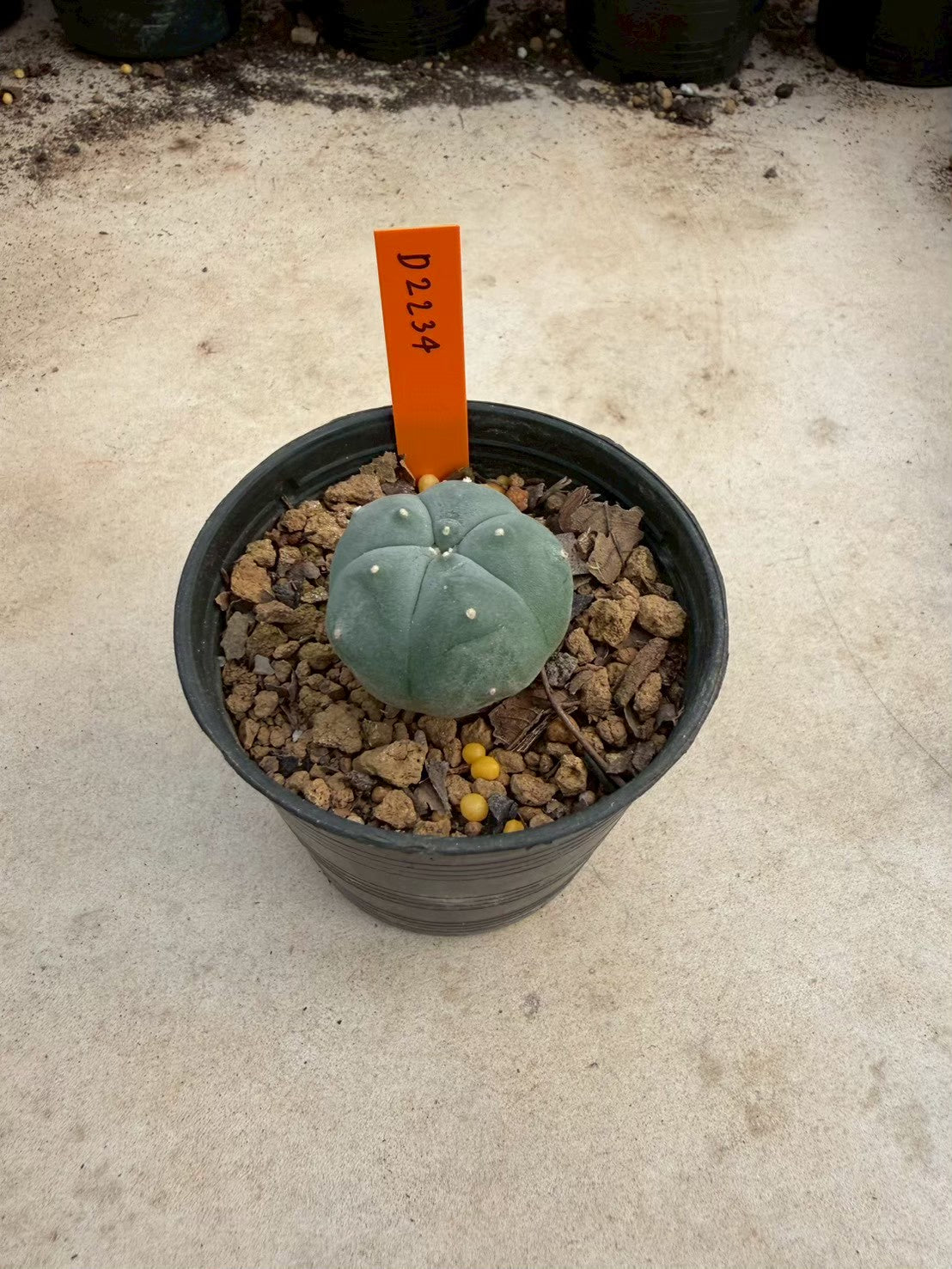 Lophophora williamsii – Peyote Cactus (Seed Grown, 3-3.5 cm, Own Root) 12 years old