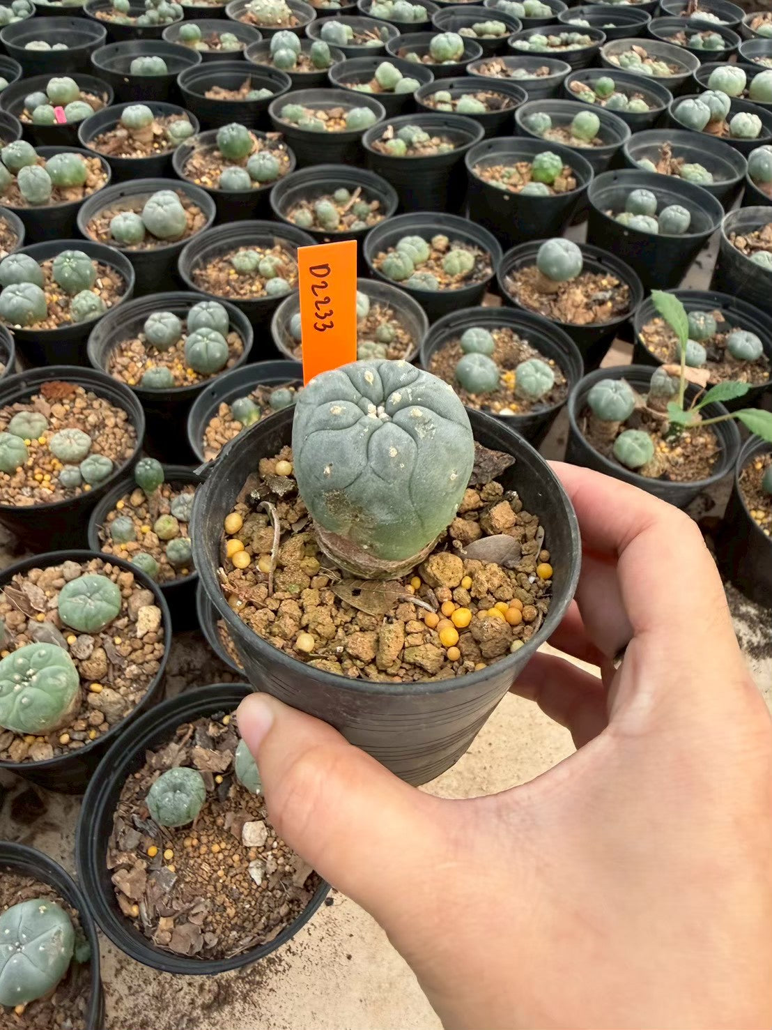 Lophophora williamsii – Peyote Cactus (Seed Grown, 3-3.5 cm, Own Root) 12 years old