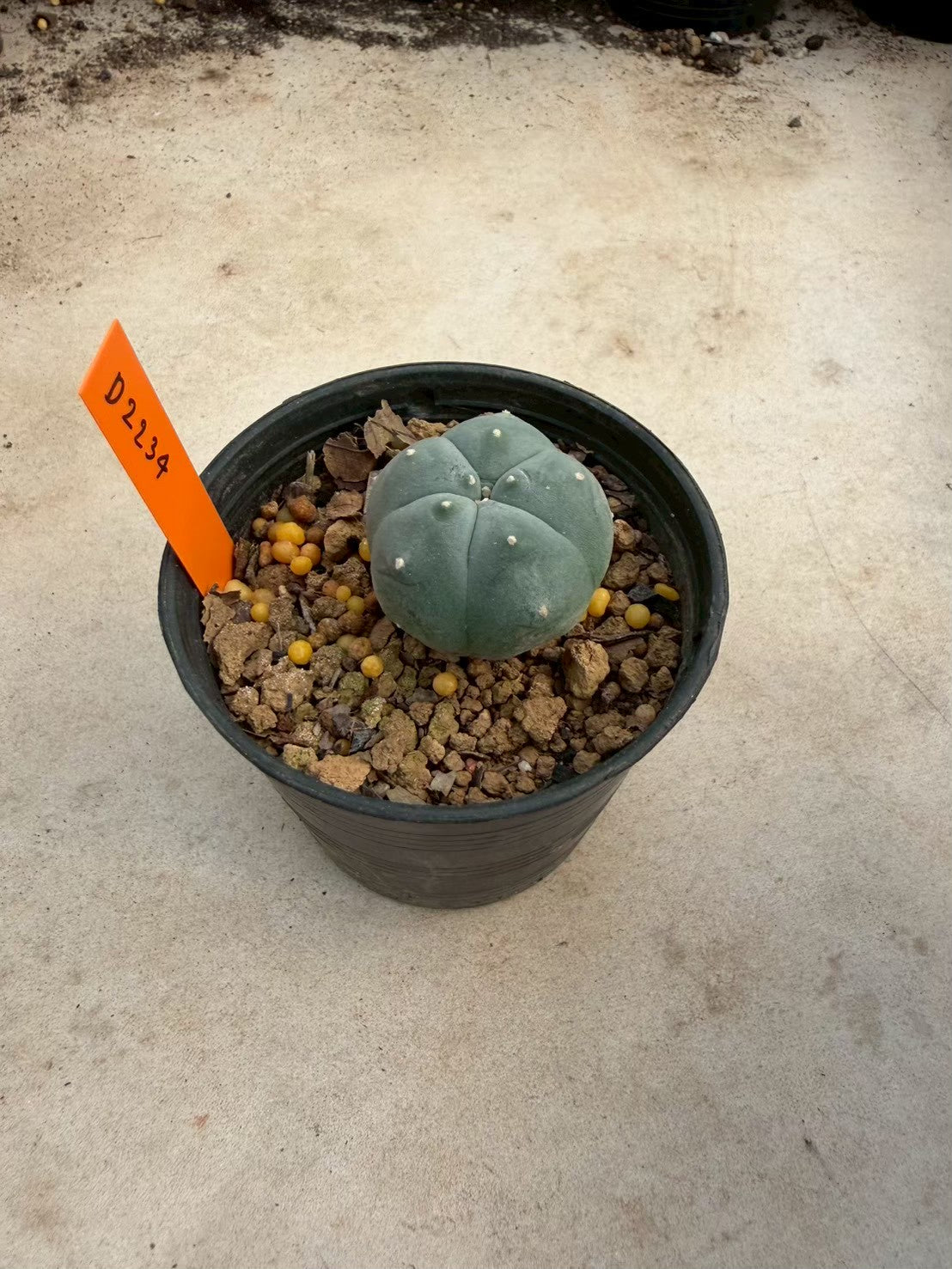 Lophophora williamsii – Peyote Cactus (Seed Grown, 3-3.5 cm, Own Root) 12 years old