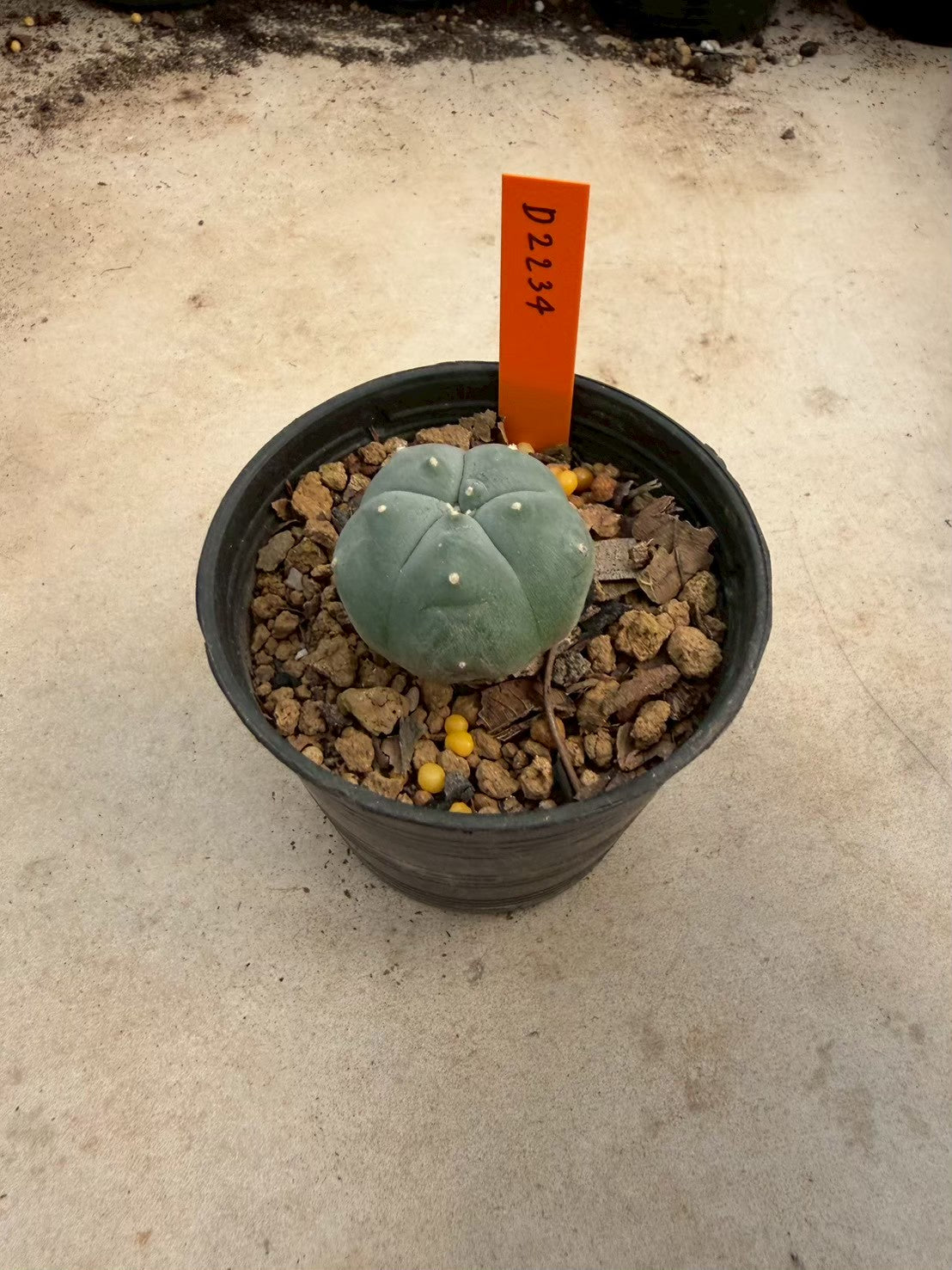 Lophophora williamsii – Peyote Cactus (Seed Grown, 3-3.5 cm, Own Root) 12 years old