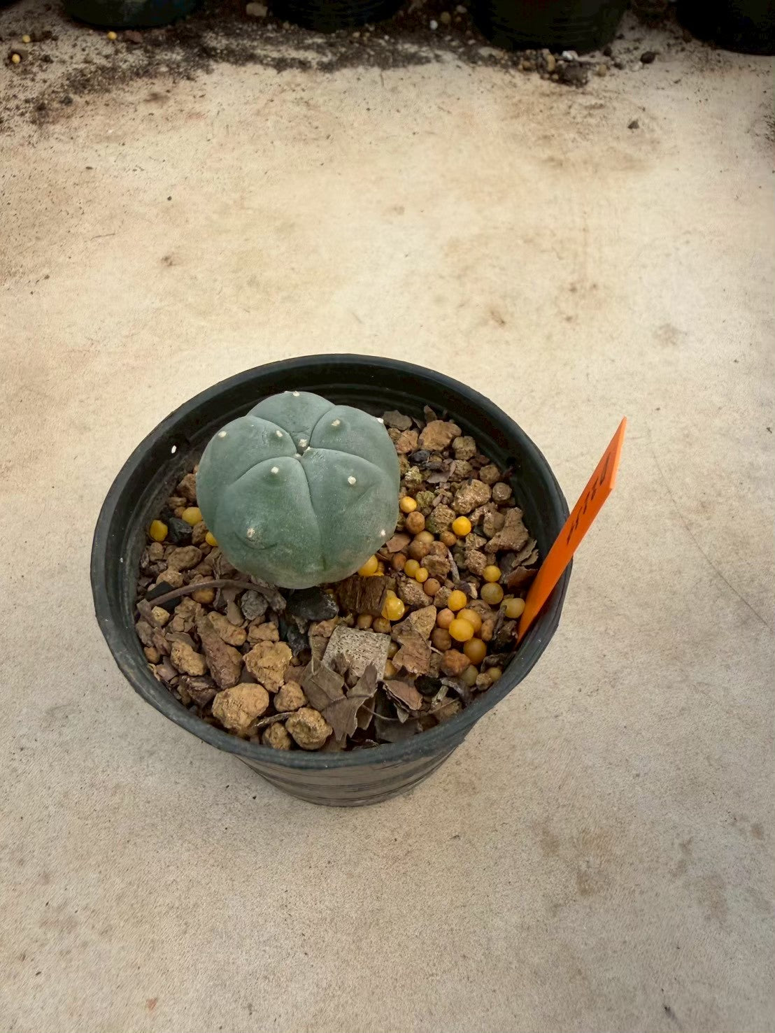 Lophophora williamsii – Peyote Cactus (Seed Grown, 3-3.5 cm, Own Root) 12 years old