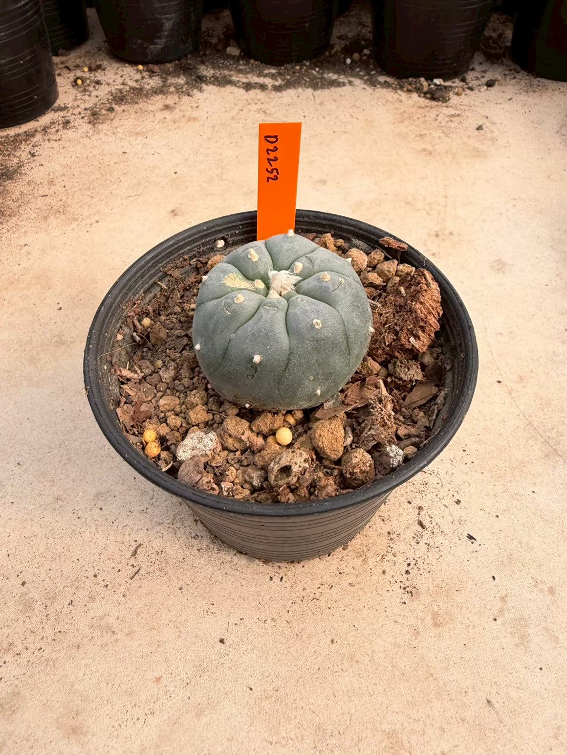 Lophophora williamsii – Peyote Cactus (Seed Grown, 3-3.5 cm, Own Root) 12 years old