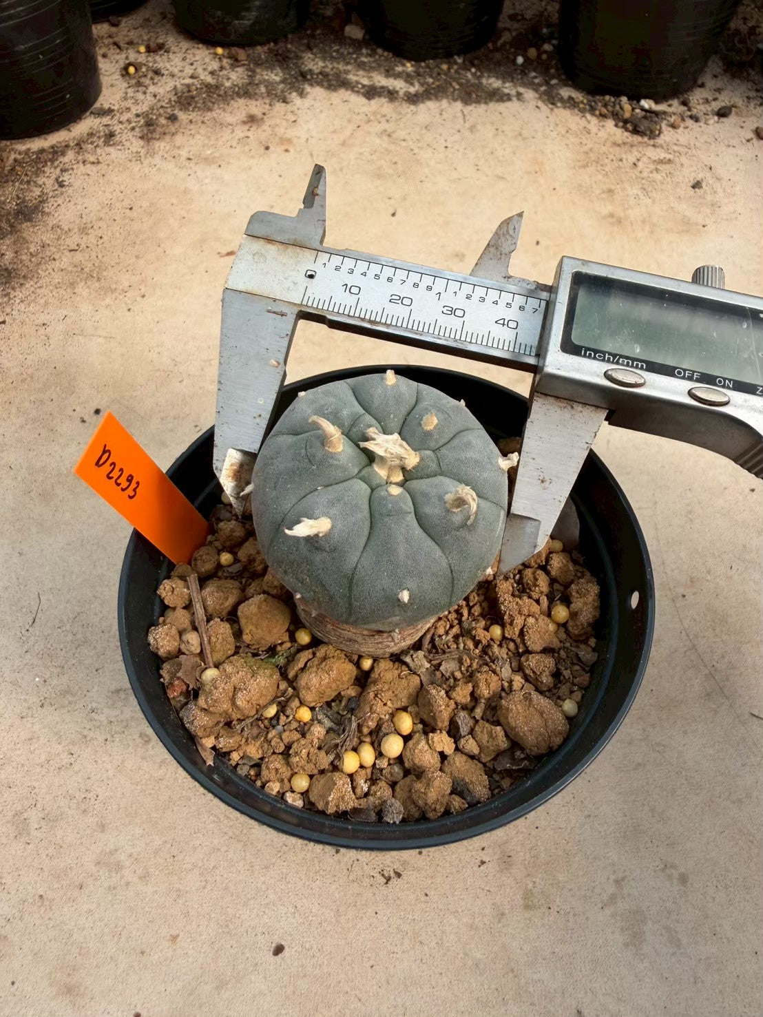 Lophophora williamsii – Peyote Cactus (Seed Grown, 3-3.5 cm, Own Root) 12 years old