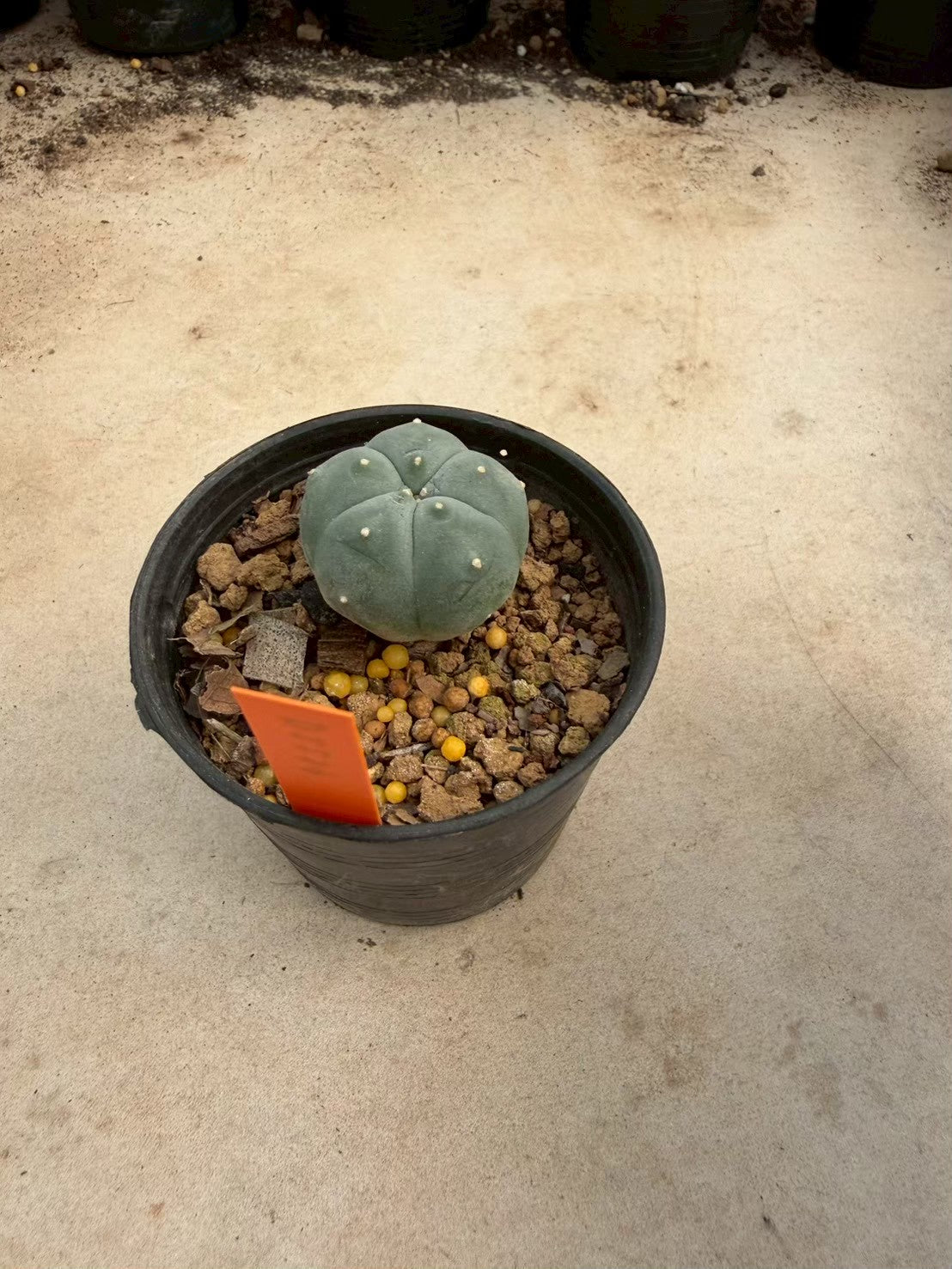 Lophophora williamsii – Peyote Cactus (Seed Grown, 3-3.5 cm, Own Root) 12 years old